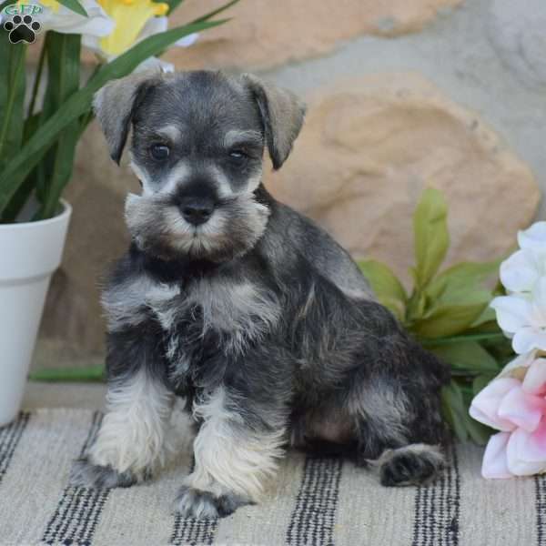 Tinker, Miniature Schnauzer Puppy