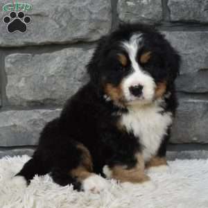 Buster, Bernese Mountain Dog Puppy