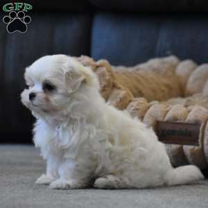 Ollie, Maltese Puppy