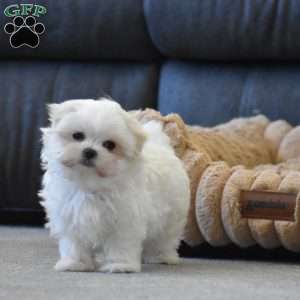 Ollie, Maltese Puppy