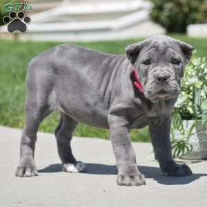 Cali, Cane Corso Puppy