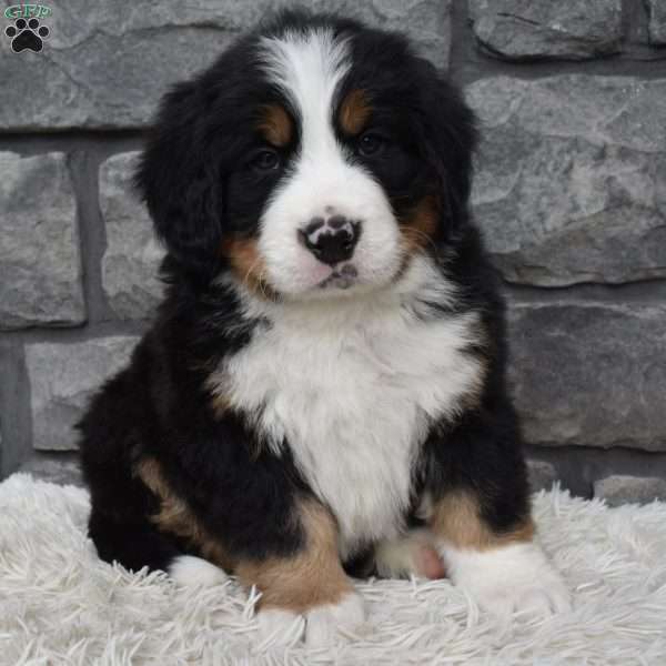 Brady, Bernese Mountain Dog Puppy