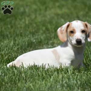 Noah-Mini, Dachshund Puppy