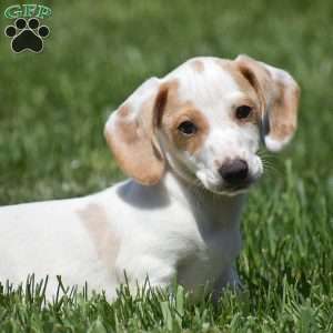 Noah-Mini, Dachshund Puppy