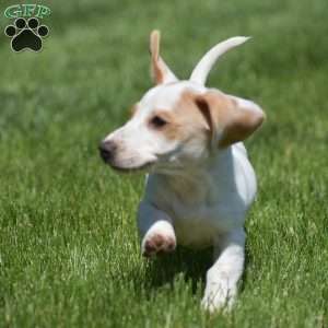 Noah-Mini, Dachshund Puppy