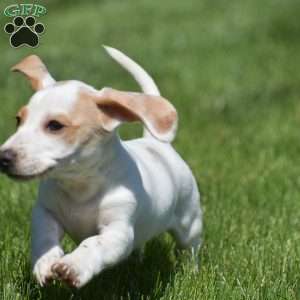 Noah-Mini, Dachshund Puppy