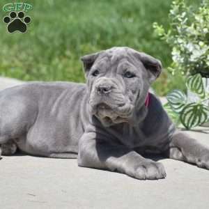 Cali, Cane Corso Puppy