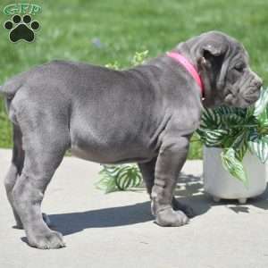 Cali, Cane Corso Puppy