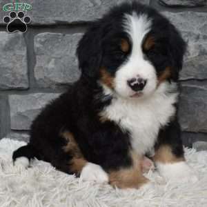 Brady, Bernese Mountain Dog Puppy