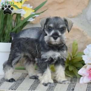 Tinker, Miniature Schnauzer Puppy