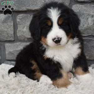 Brady, Bernese Mountain Dog Puppy