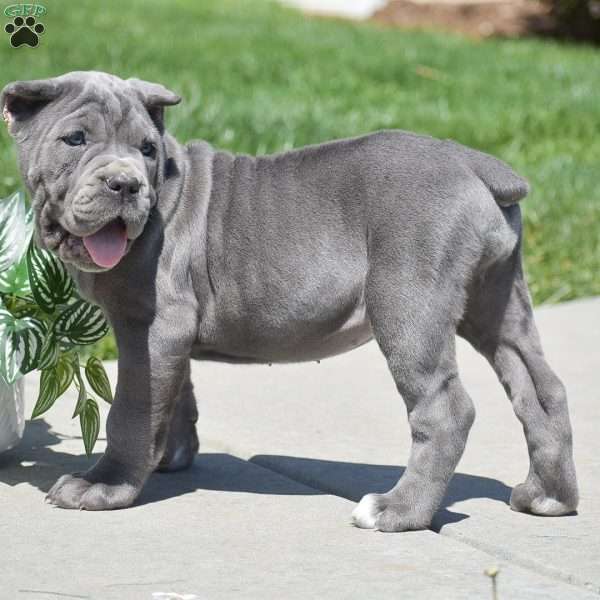 Cali, Cane Corso Puppy
