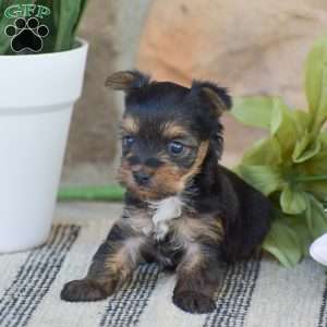 Rebecca – TEACUP, Yorkie Puppy
