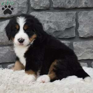 Brady, Bernese Mountain Dog Puppy