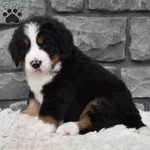 Brady, Bernese Mountain Dog Puppy
