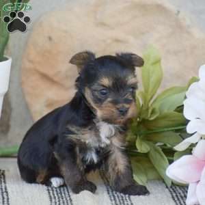 Rebecca – TEACUP, Yorkie Puppy