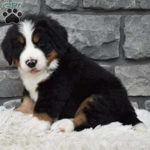 Brady, Bernese Mountain Dog Puppy