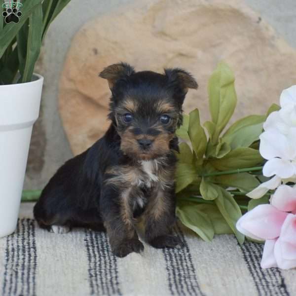 Rebecca – TEACUP, Yorkie Puppy