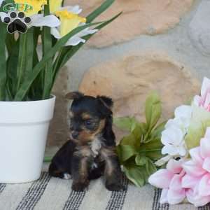 Rebecca – TEACUP, Yorkie Puppy