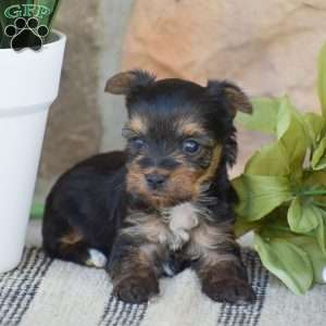 Rebecca – TEACUP, Yorkie Puppy