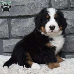 Bentley, Bernese Mountain Dog Puppy