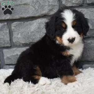 Bentley, Bernese Mountain Dog Puppy