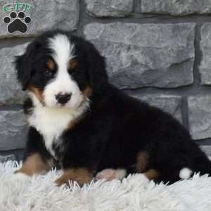 Bentley, Bernese Mountain Dog Puppy