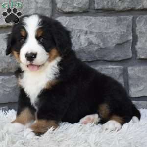 Bentley, Bernese Mountain Dog Puppy