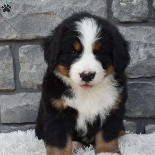 Bentley, Bernese Mountain Dog Puppy