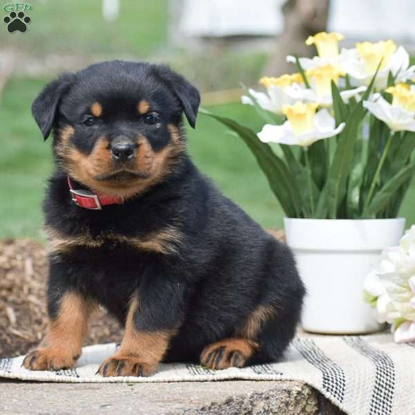 Zion, Rottweiler Puppy