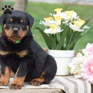 Zach, Rottweiler Puppy