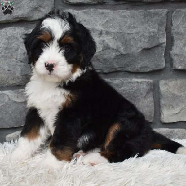 Cuddles, Mini Bernedoodle Puppy