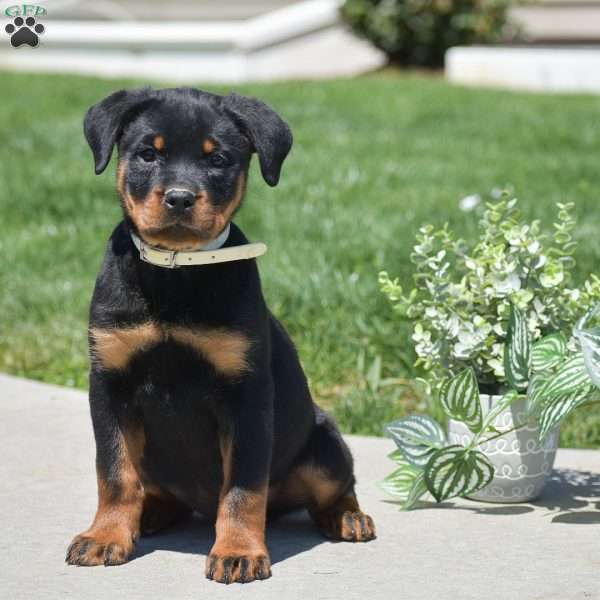 Zara, Rottweiler Puppy