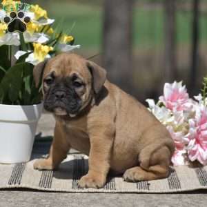Jasper, Olde English Bulldogge Puppy