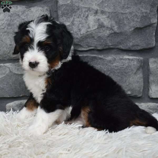 Charlie, Mini Bernedoodle Puppy