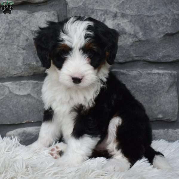 Chloe, Mini Bernedoodle Puppy