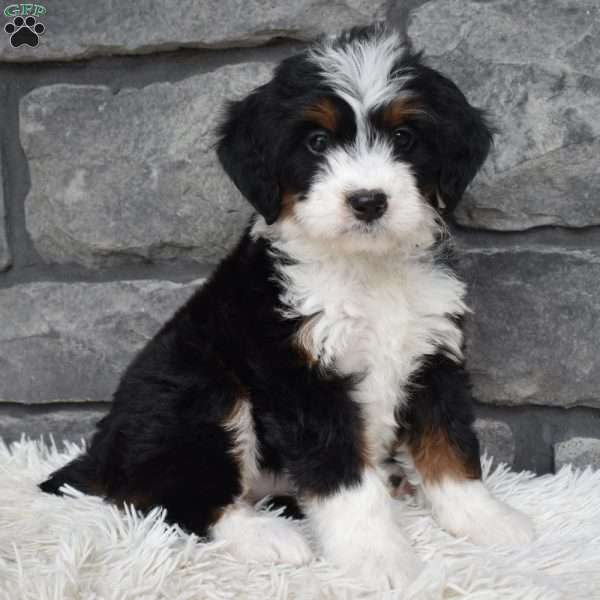 Callie, Mini Bernedoodle Puppy