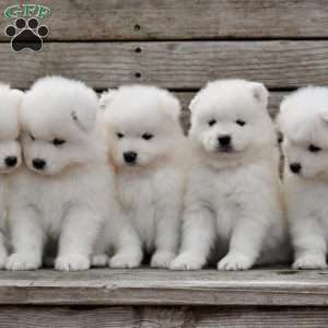Mochi, Samoyed Puppy