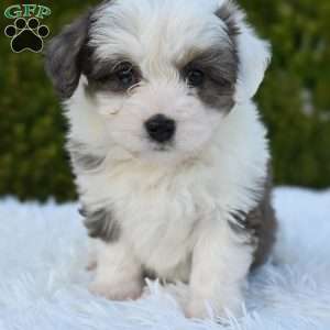 Maggie, Mini Aussiedoodle Puppy