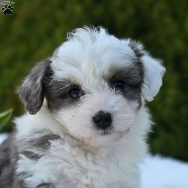 Maggie, Mini Aussiedoodle Puppy