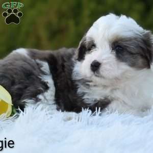 Maggie, Mini Aussiedoodle Puppy