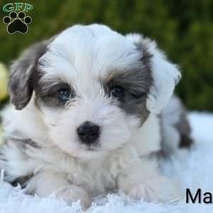 Maggie, Mini Aussiedoodle Puppy