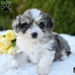 Max, Mini Aussiedoodle Puppy