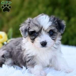 Max, Mini Aussiedoodle Puppy