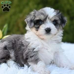Max, Mini Aussiedoodle Puppy