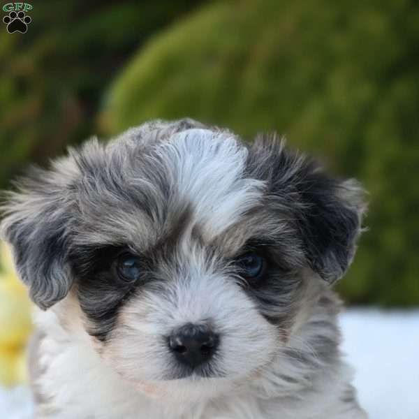 Max, Mini Aussiedoodle Puppy