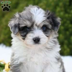 Max, Mini Aussiedoodle Puppy