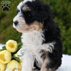 Jasper, Mini Aussiedoodle Puppy