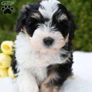 Jasper, Mini Aussiedoodle Puppy