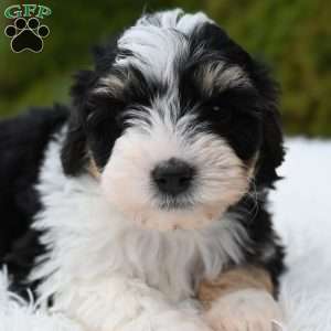 Jasper, Mini Aussiedoodle Puppy